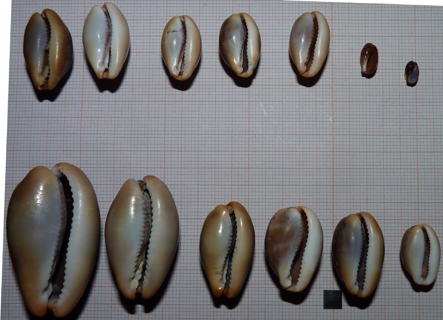 Cypraeidae Luria lurida lurida